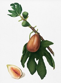 Vintage Illustration of Fig.