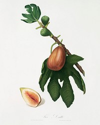 Fig (Ficus carica sativa) from Pomona Italiana (1817 - 1839) by Giorgio Gallesio (1772-1839). Original from The New York Public Library. Digitally enhanced by rawpixel.