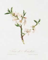Almond tree flower (Prunus dulcis) from Pomona Italiana (1817 - 1839) by <a href="https://www.rawpixel.com/search/Giorgio%20Gallesio?&amp;page=1">Giorgio Gallesio</a> (1772-1839). Original from The New York Public Library. Digitally enhanced by rawpixel.