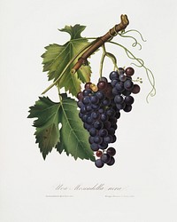 Black grape (Vitis vinifera) from Pomona Italiana (1817 - 1839) by <a href="https://www.rawpixel.com/search/Giorgio%20Gallesio?&amp;page=1">Giorgio Gallesio</a> (1772-1839). Original from The New York Public Library. Digitally enhanced by rawpixel.