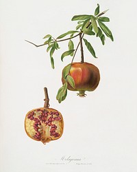 Pomegranate (Punica granatum) from Pomona Italiana (1817 - 1839) by <a href="https://www.rawpixel.com/search/Giorgio%20Gallesio?&amp;page=1">Giorgio Gallesio</a> (1772-1839). Original from The New York Public Library. Digitally enhanced by rawpixel.