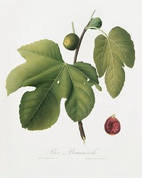 Briansole figs (Ficus carica sativa) from Pomona Italiana (1817 - 1839) by <a href="https://www.rawpixel.com/search/Giorgio%20Gallesio?&amp;page=1">Giorgio Gallesio</a> (1772-1839). Original from The New York Public Library. Digitally enhanced by rawpixel.
