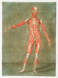 This fascinating collection of anatomical illustrations is created by <a href="https://www.rawpixel.com/search/Arnauld-Eloi%20Gautier-Dagoty?sort=curated&amp;page=1">Arnauld-Eloi Gautier-Dagoty</a> (1741-1771) for the Royal College of Medicine of Nancy in Lorraine, France.