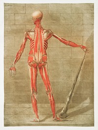 This fascinating collection of anatomical illustrations is created by <a href="https://www.rawpixel.com/search/Arnauld-Eloi%20Gautier-Dagoty?sort=curated&amp;page=1">Arnauld-Eloi Gautier-Dagoty</a> (1741-1771) for the Royal College of Medicine of Nancy in Lorraine, France.
