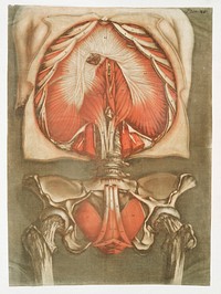 This fascinating collection of anatomical illustrations is created by Arnauld-Eloi Gautier-Dagoty (1741-1771) for the Royal College of Medicine of Nancy in Lorraine, France.