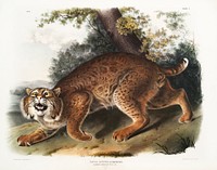 American wild cat (Lynx rufus) from the viviparous quadrupeds of North America (1845) illustrated by John Woodhouse Audubon (1812-1862). Original from The New York Public Library. Digitally enhanced by rawpixel.