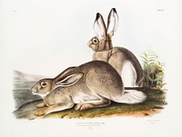 Townsend's Rocky Mountain Hare (Lepus Townsendii) from the viviparous quadrupeds of North America (1845) illustrated by John Woodhouse Audubon (1812-1862). Original from The New York Public Library. Digitally enhanced by rawpixel.