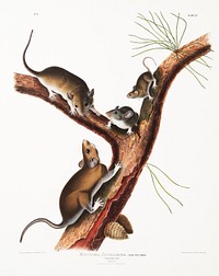 Florida Rat (Neotoma Floridana) from the viviparous quadrupeds of North America (1845) illustrated by <a href="https://www.rawpixel.com/search/John%20Woodhouse%20Audubon?&amp;page=1">John Woodhouse Audubon</a> (1812-1862). Original from The New York Public Library. Digitally enhanced by rawpixel.