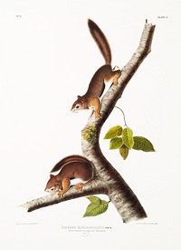 Richardson&#39;s Columbian Squirrel (Sciurus Richardsonii) from the viviparous quadrupeds of North America (1845) illustrated by <a href="https://www.rawpixel.com/search/John%20Woodhouse%20Audubon?&amp;page=1">John Woodhouse Audubon</a> (1812-1862). Original from The New York Public Library. Digitally enhanced by rawpixel.