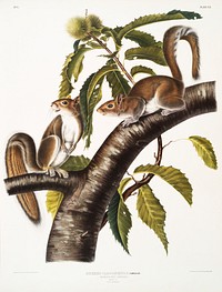 Carolina Grey Squirrel (Sciurus Carolinensis) from the viviparous quadrupeds of North America (1845) illustrated by <a href="https://www.rawpixel.com/search/John%20Woodhouse%20Audubon?&amp;page=1">John Woodhouse Audubon</a> (1812-1862). Original from The New York Public Library. Digitally enhanced by rawpixel.