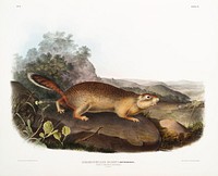 Parry&#39;s Marmot Squirrel (Spermophilus Parryi) from the viviparous quadrupeds of North America (1845) illustrated by <a href="https://www.rawpixel.com/search/John%20Woodhouse%20Audubon?&amp;page=1">John Woodhouse Audubon</a> (1812-1862). Original from The New York Public Library. Digitally enhanced by rawpixel.