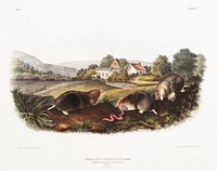 American Shrew Mole (Scallops aquaticus) from the viviparous quadrupeds of North America (1845) illustrated by John Woodhouse Audubon (1812-1862). Original from The New York Public Library. Digitally enhanced by rawpixel.