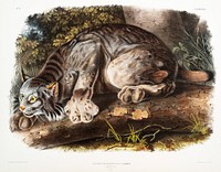 Canada Lynx (Lynx Canadensis) from the viviparous quadrupeds of North America (1845) illustrated by John Woodhouse Audubon (1812-1862). Original from The New York Public Library. Digitally enhanced by rawpixel.