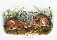 Marsh Hare (Lepus palustris) from the viviparous quadrupeds of North America (1845) illustrated by <a href="https://www.rawpixel.com/search/John%20Woodhouse%20Audubon?&amp;page=1">John Woodhouse Audubon</a> (1812-1862). Original from The New York Public Library. Digitally enhanced by rawpixel.