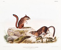 Townsend's Ground Squirrel (Tamias Townsendii) from the viviparous quadrupeds of North America (1845) illustrated by John Woodhouse Audubon (1812-1862). Original from The New York Public Library. Digitally enhanced by rawpixel.