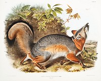 Grey Fox (Canis Virginianus) from the viviparous quadrupeds of North America (1845) illustrated by <a href="https://www.rawpixel.com/search/John%20Woodhouse%20Audubon?&amp;page=1">John Woodhouse Audubon</a> (1812-1862). Original from The New York Public Library. Digitally enhanced by rawpixel.