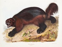 Wolverine (Gulo luscus) from the viviparous quadrupeds of North America (1845) illustrated by <a href="https://www.rawpixel.com/search/John%20Woodhouse%20Audubon?&amp;page=1">John Woodhouse Audubon</a> (1812-1862). Original from The New York Public Library. Digitally enhanced by rawpixel.