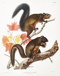 Long-haired Squirrel (Sciurus longipilis) from the viviparous quadrupeds of North America (1845) illustrated by John Woodhouse Audubon (1812-1862). Original from The New York Public Library. Digitally enhanced by rawpixel.
