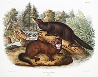 Mink (Putorius vison) from the viviparous quadrupeds of North America (1845) illustrated by <a href="https://www.rawpixel.com/search/John%20Woodhouse%20Audubon?&amp;page=1">John Woodhouse Audubon</a> (1812-1862). Original from The New York Public Library. Digitally enhanced by rawpixel.