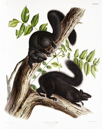 Black Squirrel (Sciurus niger) from the viviparous quadrupeds of North America (1845) illustrated by <a href="https://www.rawpixel.com/search/John%20Woodhouse%20Audubon?&amp;page=1">John Woodhouse Audubon</a> (1812-1862). Original from The New York Public Library. Digitally enhanced by rawpixel.