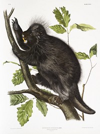Canada Porcupine (Nystrix dorsata) from the viviparous quadrupeds of North America (1845) illustrated by John Woodhouse Audubon (1812-1862). Original from The New York Public Library. Digitally enhanced by rawpixel.