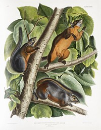 Red-bellied Squirrel (Sciurus feruginiventris) from the viviparous quadrupeds of North America (1845) illustrated by <a href="https://www.rawpixel.com/search/John%20Woodhouse%20Audubon?&amp;page=1">John Woodhouse Audubon</a> (1812-1862). Original from The New York Public Library. Digitally enhanced by rawpixel.