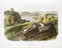 White-footed Mouse (Mus leucopus) from the viviparous quadrupeds of North America (1845) illustrated by <a href="https://www.rawpixel.com/search/John%20Woodhouse%20Audubon?&amp;page=1">John Woodhouse Audubon </a>(1812-1862). Original from The New York Public Library. Digitally enhanced by rawpixel.