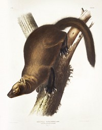 Pennant&#39;s Marten (Mustela Canadensis) from the viviparous quadrupeds of North America (1845) illustrated by <a href="https://www.rawpixel.com/search/John%20Woodhouse%20Audubon?&amp;page=1">John Woodhouse Audubon</a> (1812-1862). Original from The New York Public Library. Digitally enhanced by rawpixel.