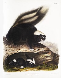 American Skunk (Mephitis Americana) from the viviparous quadrupeds of North America (1845) illustrated by <a href="https://www.rawpixel.com/search/John%20Woodhouse%20Audubon?&amp;page=1">John Woodhouse Audubon</a> (1812-1862). Original from The New York Public Library. Digitally enhanced by rawpixel.