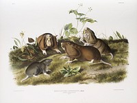 Canada Pouched Rat (Pseudostoma bursarius) from the viviparous quadrupeds of North America (1845) illustrated by<a href="https://www.rawpixel.com/search/John%20Woodhouse%20Audubon?&amp;page=1"> John Woodhouse Audubon</a> (1812-1862). Original from The New York Public Library. Digitally enhanced by rawpixel.