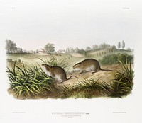 Wilson&#39;s Meadow Mouse (Arvicola Pennsylvanicus) from the viviparous quadrupeds of North America (1845) illustrated by <a href="https://www.rawpixel.com/search/John%20Woodhouse%20Audubon?&amp;page=1">John Woodhouse Audubon</a> (1812-1862). Original from The New York Public Library. Digitally enhanced by rawpixel.