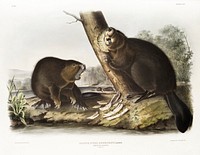 American Beaver (Castor fiber Americanus) from the viviparous quadrupeds of North America (1845) illustrated by <a href="https://www.rawpixel.com/search/John%20Woodhouse%20Audubon?&amp;page=1">John Woodhouse Audubon</a> (1812-1862). Original from The New York Public Library. Digitally enhanced by rawpixel.