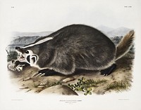 American Badger (Meles Labradoria) from the viviparous quadrupeds of North America (1845) illustrated by <a href="https://www.rawpixel.com/search/John%20Woodhouse%20Audubon?&amp;page=1">John Woodhouse Audubon</a> (1812-1862). Original from The New York Public Library. Digitally enhanced by rawpixel.