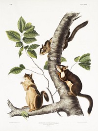 Douglass&#39;s Squirrel (Sciurus Douglassii) from the viviparous quadrupeds of North America (1845) illustrated by <a href="https://www.rawpixel.com/search/John%20Woodhouse%20Audubon?&amp;page=1">John Woodhouse Audubon</a> (1812-1862). Original from The New York Public Library. Digitally enhanced by rawpixel.