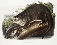 Canada Otter (Lutra Canadensis) from the viviparous quadrupeds of North America (1845) illustrated by John Woodhouse Audubon (1812-1862). Original from The New York Public Library. Digitally enhanced by rawpixel.