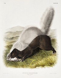 Texan Skunk (Mephitis mesoleuca) from the viviparous quadrupeds of North America (1845) illustrated by <a href="https://www.rawpixel.com/search/John%20Woodhouse%20Audubon?&amp;page=1">John Woodhouse Audubon </a>(1812-1862). Original from The New York Public Library. Digitally enhanced by rawpixel.