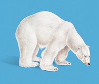Vintage Illustration of Polar Bear.