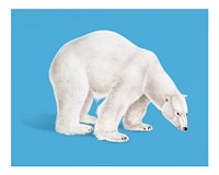 Vintage polar bear illustration wall art print and poster.