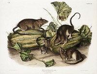 Brown rat, or Norway rat (Mus decumanus) from the viviparous quadrupeds of North America (1845) illustrated by John Woodhouse Audubon (1812-1862). Original from The New York Public Library. Digitally enhanced by rawpixel.