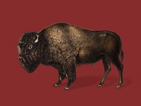 Vintage Illustration of American Bison.