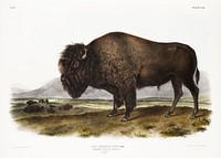 American Bison (Bos Americanus) from the viviparous quadrupeds of North America (1845) illustrated by <a href="https://www.rawpixel.com/search/John%20Woodhouse%20Audubon?&amp;page=1">John Woodhouse Audubon</a> (1812-1862). Original from The New York Public Library. Digitally enhanced by rawpixel.