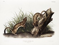 White Weasel, Stoat (Puttorius ermninea) from the viviparous quadrupeds of North America (1845) illustrated by John Woodhouse Audubon (1812-1862). Original from The New York Public Library. Digitally enhanced by rawpixel.