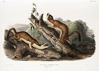 Bridled Weasel (Putorius frenata) from the viviparous quadrupeds of North America (1845) illustrated by <a href="https://www.rawpixel.com/search/John%20Woodhouse%20Audubon?&amp;page=1">John Woodhouse Audubon</a> (1812-1862). Original from The New York Public Library. Digitally enhanced by rawpixel.