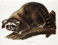 Raccoon (Procyon lotor) from the viviparous quadrupeds of North America (1845) illustrated by <a href="https://www.rawpixel.com/search/John%20Woodhouse%20Audubon?&amp;page=1">John Woodhouse Audubon</a> (1812-1862). Original from The New York Public Library. Digitally enhanced by rawpixel.