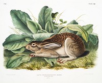 Black-tailed Hare (Lepus negricaudatus) from the viviparous quadrupeds of North America (1845) illustrated by <a href="https://www.rawpixel.com/search/John%20Woodhouse%20Audubon?&amp;page=1">John Woodhouse Audubon</a> (1812-1862). Original from The New York Public Library. Digitally enhanced by rawpixel.