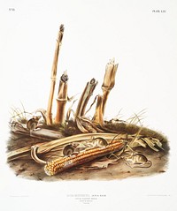 Little Harvest Mouse (Mus minimus) from the viviparous quadrupeds of North America (1845) illustrated by <a href="https://www.rawpixel.com/search/John%20Woodhouse%20Audubon?&amp;page=1">John Woodhouse Audubon </a>(1812-1862). Original from The New York Public Library. Digitally enhanced by rawpixel.