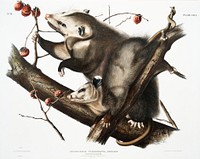 Virginian Opossum (Didelphis Virginiana) from the viviparous quadrupeds of North America (1845) illustrated by <a href="https://www.rawpixel.com/search/John%20Woodhouse%20Audubon?&amp;page=1">John Woodhouse Audubon</a> (1812-1862). Original from The New York Public Library. Digitally enhanced by rawpixel.