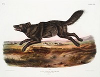 Black American Wolf (Canis lupus) from the viviparous quadrupeds of North America (1845) illustrated by <a href="https://www.rawpixel.com/search/John%20Woodhouse%20Audubon?&amp;page=1">John Woodhouse Audubon</a> (1812-1862). Original from The New York Public Library. Digitally enhanced by rawpixel.