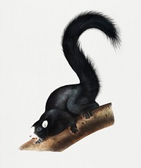 Vintage Illustration of Fox Squirrel.