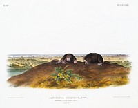 Star-nose Mole (Condylura cristata) from the viviparous quadrupeds of North America (1845) illustrated by <a href="https://www.rawpixel.com/search/John%20Woodhouse%20Audubon?&amp;page=1">John Woodhouse Audubon </a>(1812-1862). Original from The New York Public Library. Digitally enhanced by rawpixel.